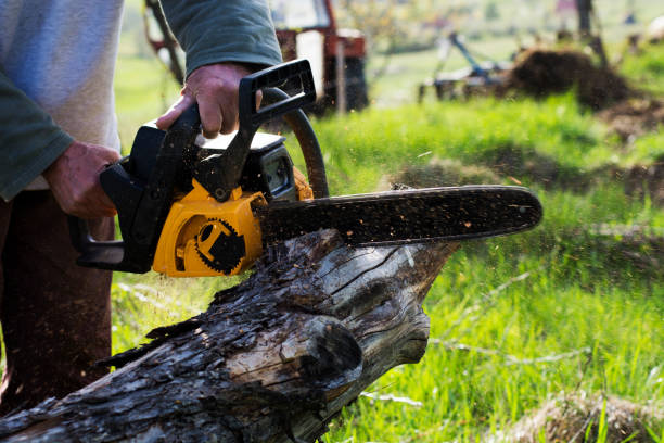 Best Leaf Removal  in Estes Park, CO